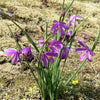 20 GRASSWIDOW Purple-Eyed Grass Sisyrinchium Inflatum syn. Olsynium Douglasii Grass Widows Reddish Purple Ornamental Grass Flower Seeds