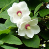 10 OYAMA MAGNOLIA TREE White Pink Flower Pink Pod Sieboldii Siebolds Shrub Seeds