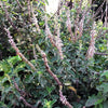 10 Java INDIAN PATCHOULI Pogostemon Heyneanus Herb Shrub Flower Fragrant Patchouly Seeds