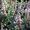 10 Java INDIAN PATCHOULI Pogostemon Heyneanus Herb Shrub Flower Fragrant Patchouly Seeds