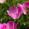100 PURPLE Gleam CALIFORNIA POPPY Eschscholzia Californica Flower Seeds
