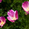 100 PURPLE Gleam CALIFORNIA POPPY Eschscholzia Californica Flower Seeds