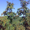 10 ITALIAN PERSIMMON TREE Dateplum Date Plum Fruit Diospyros Lotus Seeds