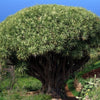 Dragon Tree Seeds – Dracaena Draco Canary Island Drago Blood Asparagus Yucca Evergreen Succulent Houseplant – photo 3