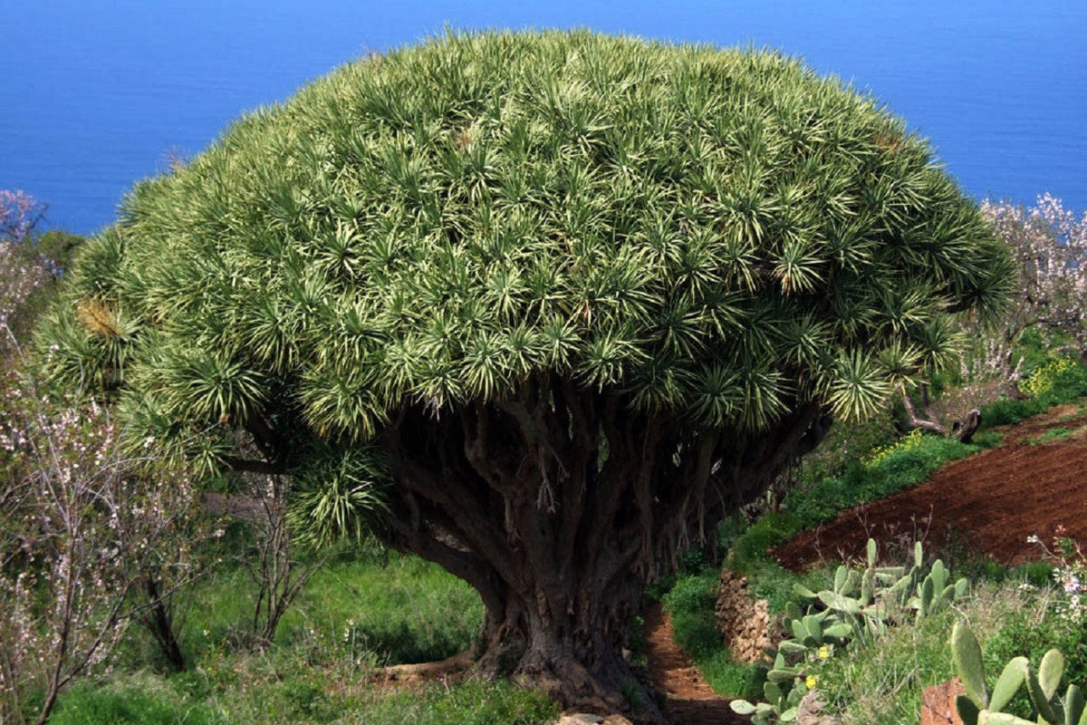 Dragon Tree Seeds – Dracaena Draco Canary Island Drago Blood Asparagus Yucca Evergreen Succulent Houseplant – photo 3