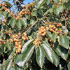 10 ITALIAN PERSIMMON TREE Dateplum Date Plum Fruit Diospyros Lotus Seeds
