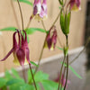 100 ORIENTAL COLUMBINE Plum & White Aquilegia Vulgaris Flower Seeds