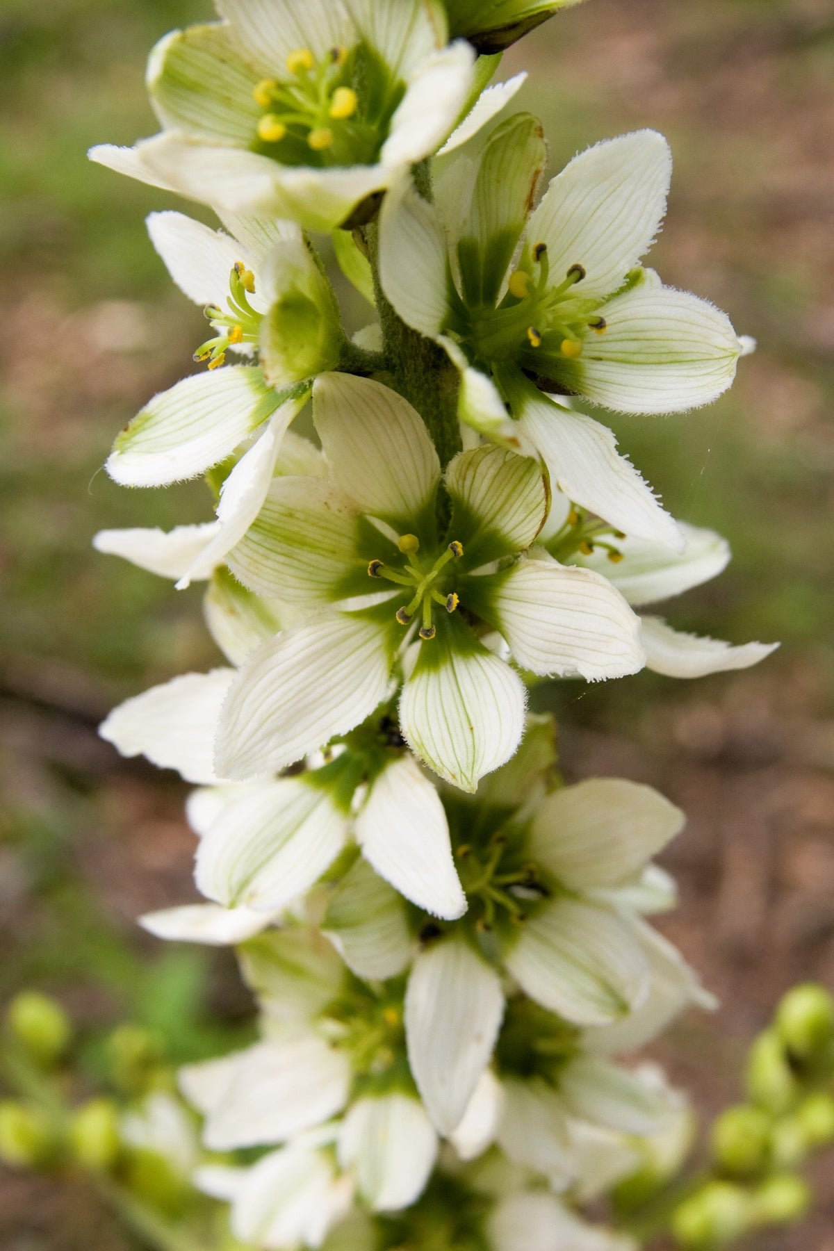 Virginia Bunchflower Lily Seeds – (White Hellebore / Corn Lily) Melanthium Virginicum Flower – photo 6