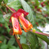 25 TWINBERRY HONEYSUCKLE Lonicera Involucrata California Bearberry Black Twin Berry Endangered Native Sun or Shade Shrub Yellow Red Hummingbird Flower Seeds