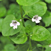 20 CORSICAN MINT Mentha Requienii Herb Fragrant Ground Cover Flower Seeds