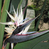 5 GIANT BIRD OF PARADISE Tree Strelitzia Nicolai Wild Banana White Crane Blue Purple Flower Houseplant Seeds