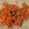 100 BLUE & SCARLET PIMPERNEL Anagallis Monellii Anagallis Arvensis Flower Seeds