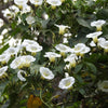 10 White CHRISTMAS VINE Turbina Flower Rivea Ipomoea Corymbosa Seeds