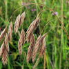 Prairie Brome Seeds – Arctic Brome Ornamental Grass Bromus Kalmii