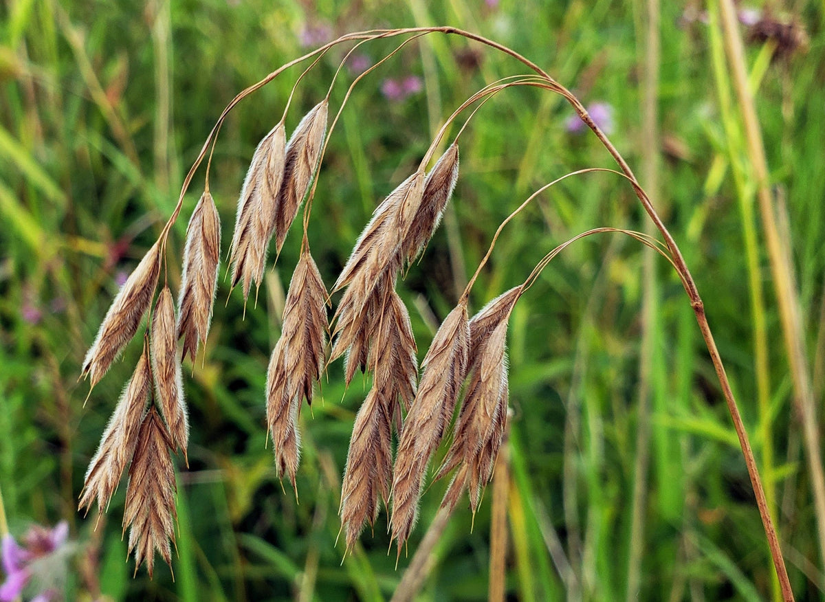 Prairie Brome Seeds – Arctic Brome Ornamental Grass Bromus Kalmii