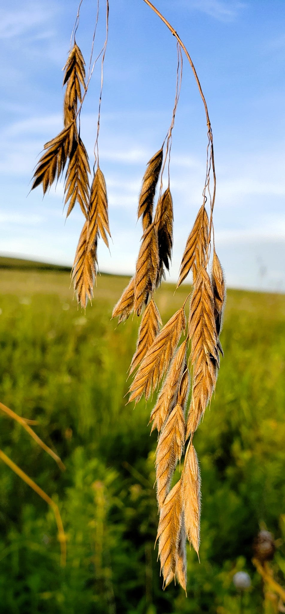 Prairie Brome Seeds – Arctic Brome Ornamental Grass Bromus Kalmii – photo 3