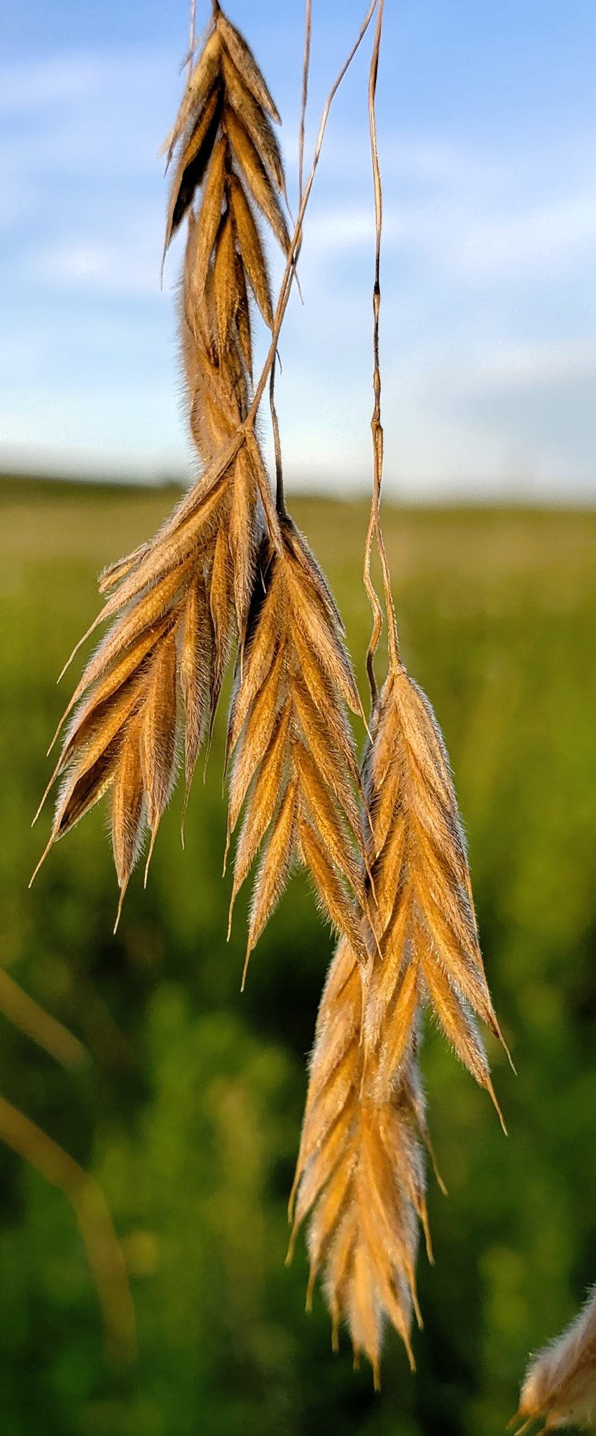 Prairie Brome Seeds – Arctic Brome Ornamental Grass Bromus Kalmii – photo 2