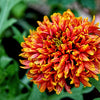 30 SUNDANCE BICOLOR GAILLARDIA Pulchella Indian Blanket Flower Seeds