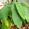 15 INDIAN PLUM Osoberry Oregon Oso Berry Oemleria Cerasiformis Fruit Shrub Seeds