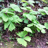 10 VANILLA LEAF Achlys Triphylla Deer Foot Vanillaleaf Fragrant Foliage White Shade Groundcover Flower Seeds