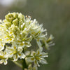 100 WHITE CAMAS Anticlea Elegans Zigadenus Camass Alkali Native Flower Seeds