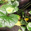 100 PIGGYBACK Plant YOUTH On AGE Tolmiea Thousand Mothers Menziesii Flower Seeds