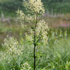 50 PURPLE MEADOW RUE Thalictrum Dasycarpum White & Yellow Flower Herb Seeds