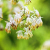 50 PURPLE MEADOW RUE Thalictrum Dasycarpum White & Yellow Flower Herb Seeds