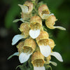 200 GRECIAN FOXGLOVE Wooly Digitalis Lanata Hummingbird White Yellow Purple Brown Flower Seeds