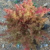 50 SEAFOAM Zeechium Teloxys Aristata Model Miniatures Sea Foam Red Flower Seeds