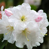 50 FORTUNE RHODODENDRON Fortunei Shrub Rose Pink Mauve White Flower Seeds