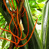 5 BAMBOO PALM Chamaedorea Seifrizii Reed or Parlor Palm Tree Sun Shade Houseplant Seeds