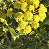 15 GIANT FENNEL Ferula Communis Gigantea Yellow Flower Herb Seeds