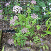 Madeira Giant Black Parsley Seeds (Melanoselinum decipiens)
