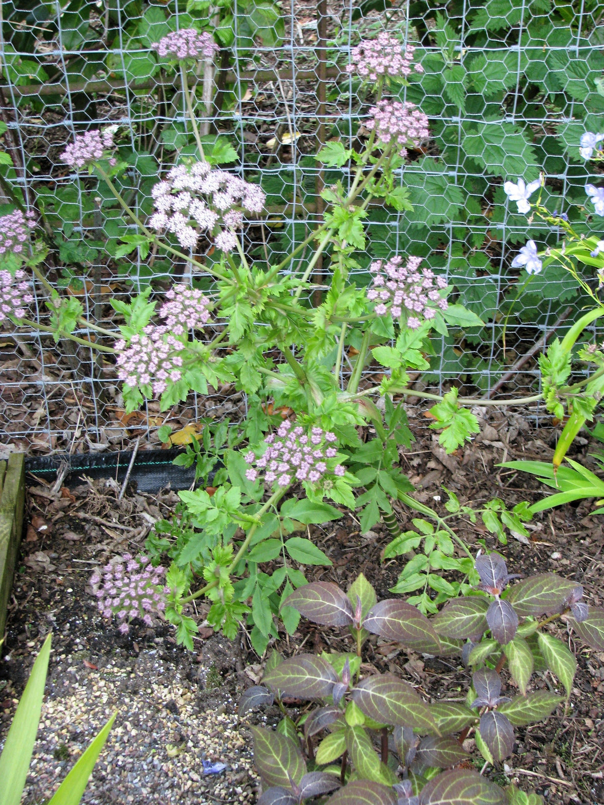 Madeira Giant Black Parsley Seeds (Melanoselinum decipiens)