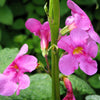 10 Cheron PINK HARDY GLOXINIA Incarvillea Delavayi Flower Seeds