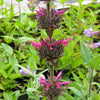 10 Organic California HUMMINGBIRD SAGE Salvia Spathacea Magenta Red Flower Herb Seeds