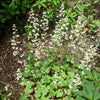 1200 Prairie Alumroot CORAL BELLS / HEUCHERA Richardsonii Shade Flower Seeds