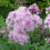 5 COLUMBINE MEADOW RUE Thalictrum Aquilegifolium Purple Pink Flower Seeds