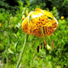 20 COLUMBIAN TIGER LILY Oregon Lily Lilium Columbianum syn. Canadense Parviflorum Orange Maroon Spotted Native Flower Seeds