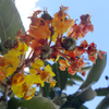 Nance (Byrsonima crassifolia)