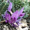 Ground Plum Seeds – Flower Cover Ground Plum Milkvetch Astragalus Crassicarpus – photo 8