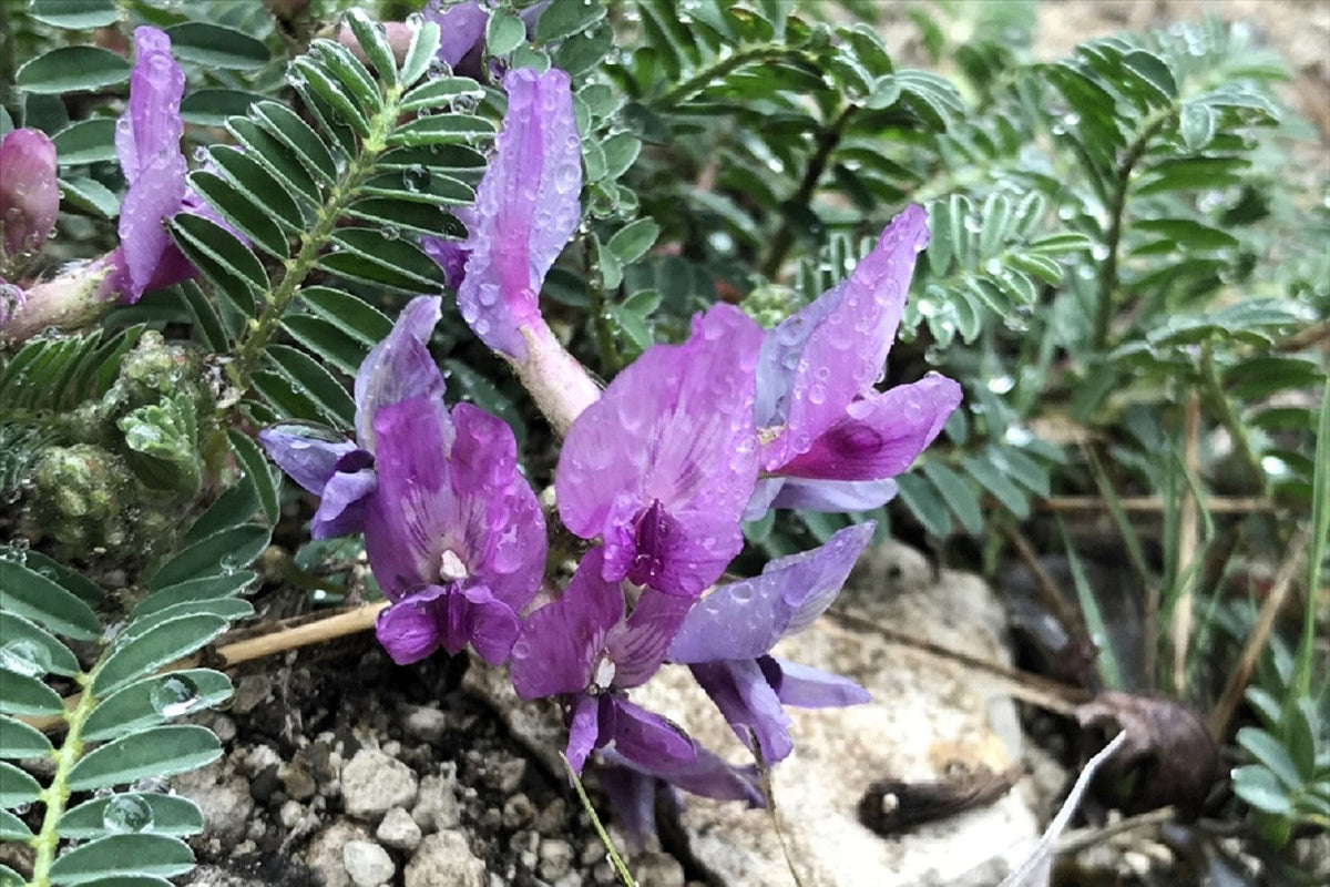 Ground Plum Seeds – Flower Cover Ground Plum Milkvetch Astragalus Crassicarpus – photo 8