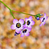 1000 BIRDS EYES Gilia Tricolor Lavender White Native Fragrant Hummingbird Flower Seeds