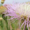 25 AMERICAN ROSE (Centaurea Aloha / American Starflower / American Basket Flower / America Starthistle) Centaurea Americana Flower Seeds