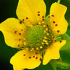 100 YELLOW AVENS Geum Aleppicum Moist Wetland Flower Seeds