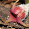 25 WILD GINGER Asarum Canadense Canadian Heart Snakeroot Flower Herb Seeds