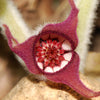 25 WILD GINGER Asarum Canadense Canadian Heart Snakeroot Flower Herb Seeds