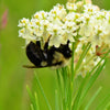 White Worled (Horesetail) Milkweed Asclepias Verticillata Flower Seeds
