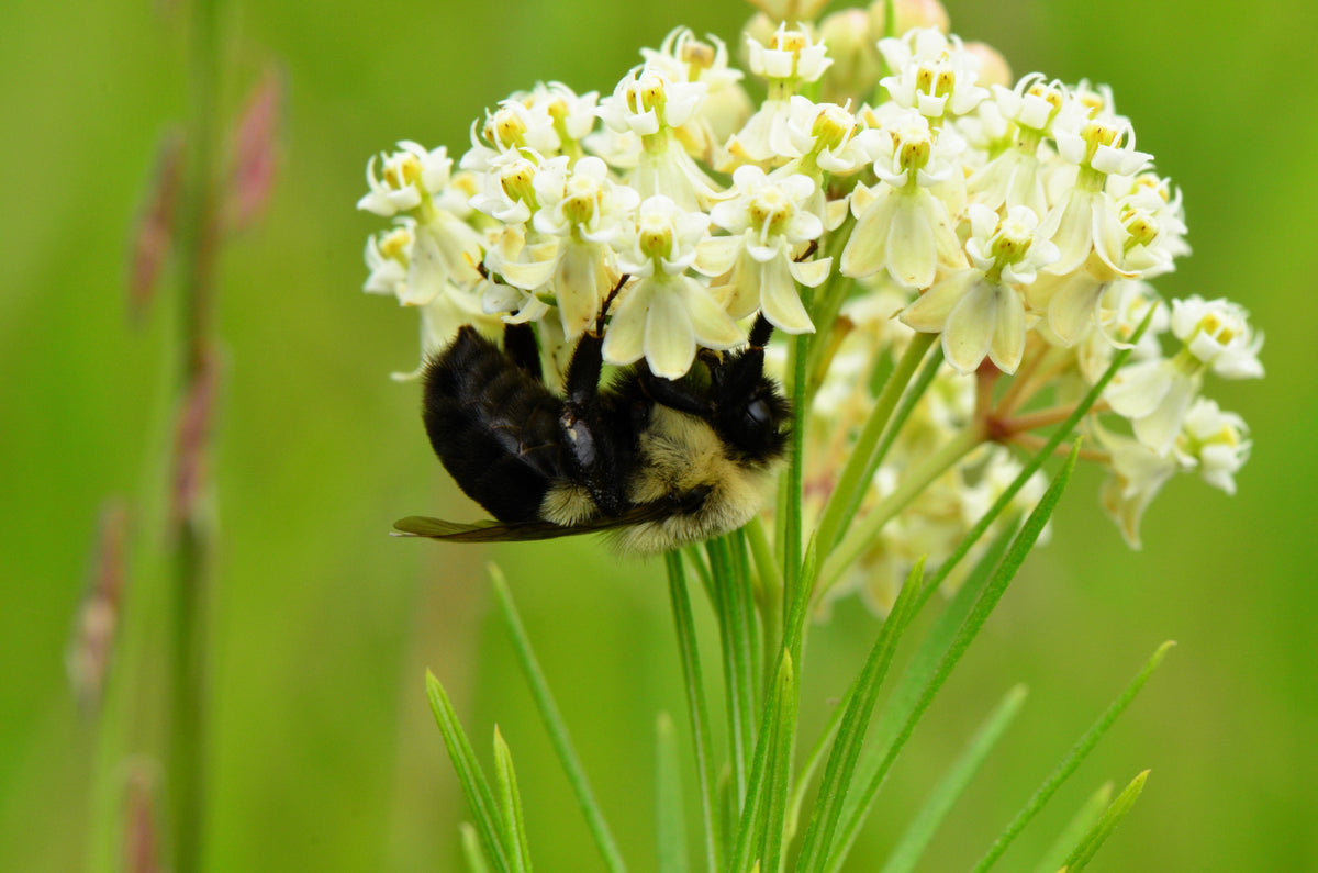 White Worled (Horesetail) Milkweed Asclepias Verticillata Flower Seeds